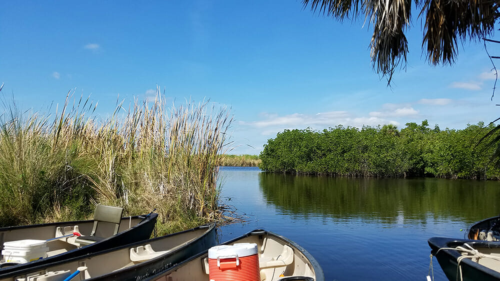 Big Cypress Preserve Paddling, Everglades, Florida Balm