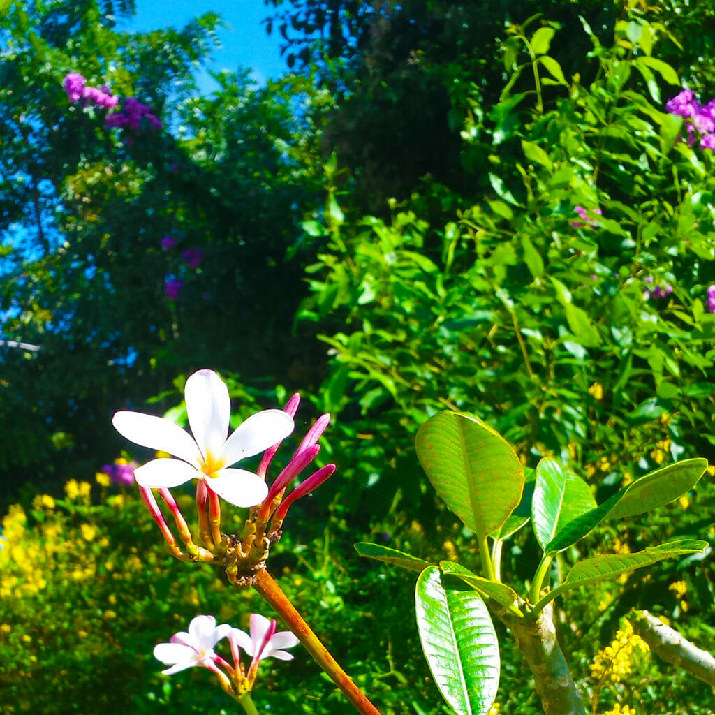 Fairchild Tropical Botanic Garden plumeria flowers