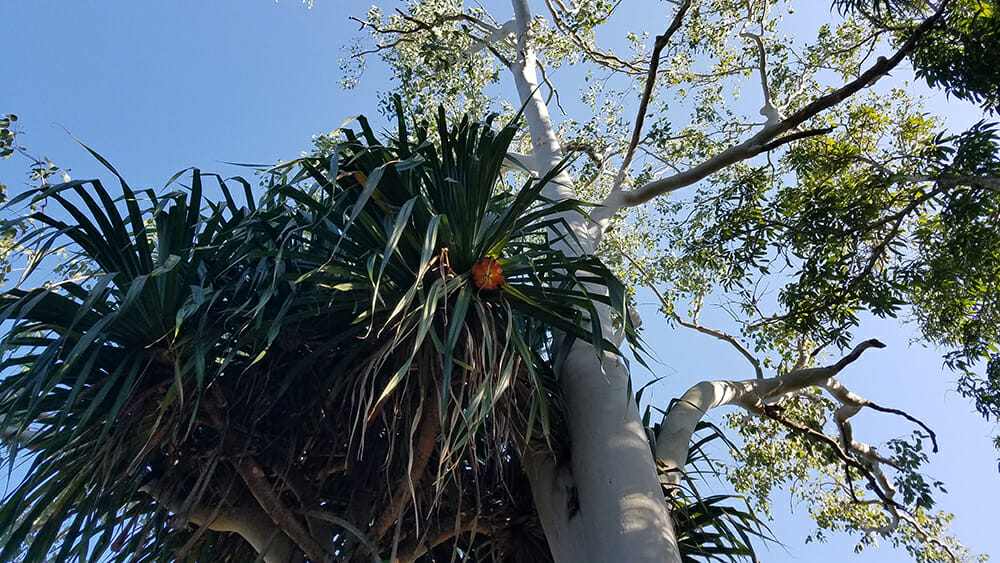 Koreshan State Park botanical gardens