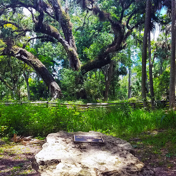 Loxahatchee Battlefield Park Tree of Tears, visited by Florida Balm