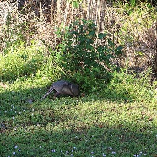 armadillo at Koreshan State Park in Estero, Southwest Florida