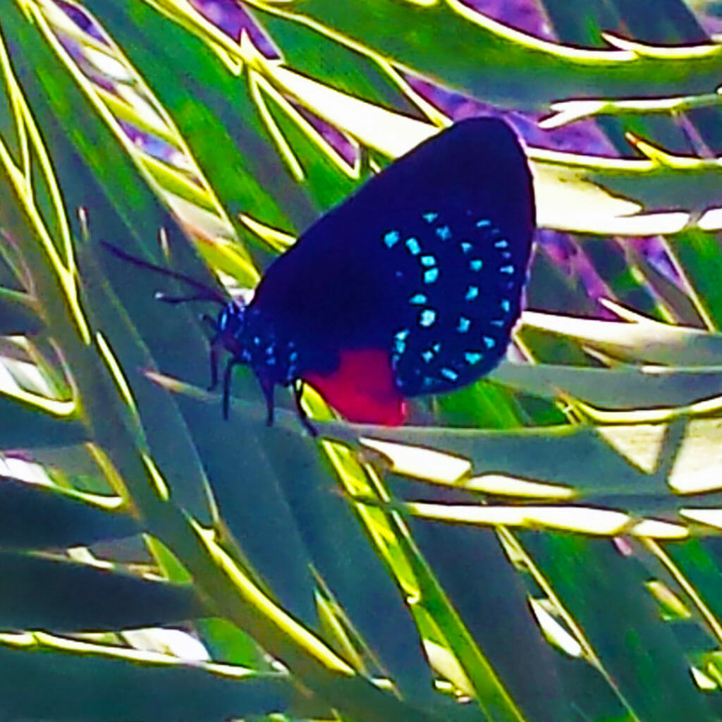 Atala Butterfly at Fairchild Tropical Botanic Garden in Miami, near extinct