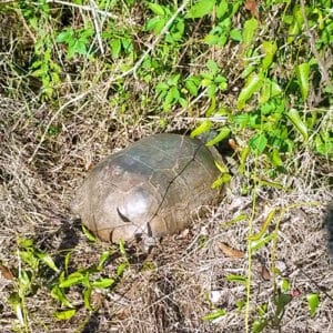 gopher tortoise at Koreshan State Park in Southwest Florida found along the nature trails