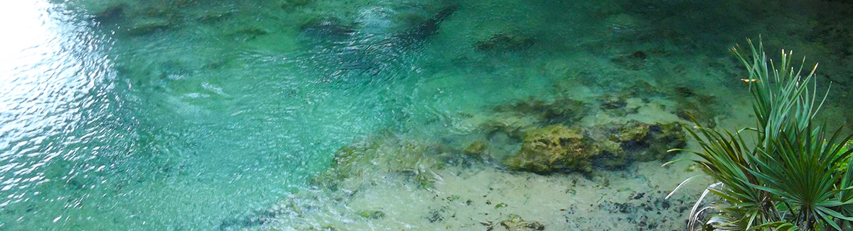 Suwannee River Springs Peacock header