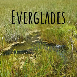 Everglades Florida Favorites Blog button for Florida Balm blog