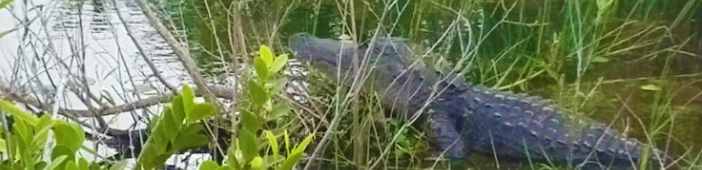 Florida Alligator at Everglades National Park