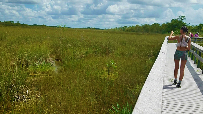 Mahogany Hammock Trail boardwalk in Everglades National Park