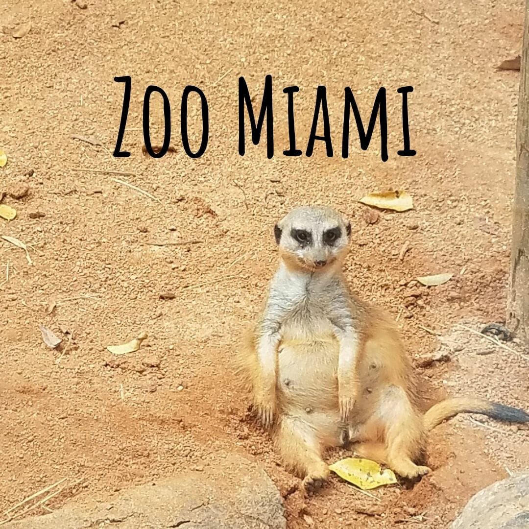 Zoo Miami Meerkats