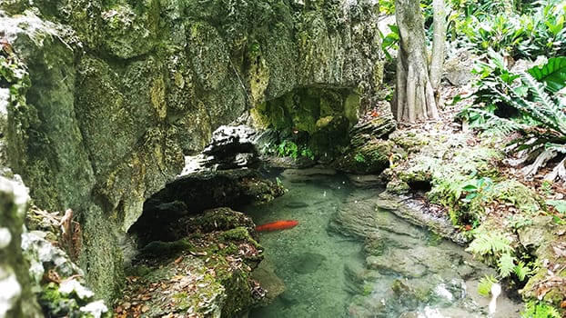 Pinecrest Gardens natural basins with koi and natural coral rock