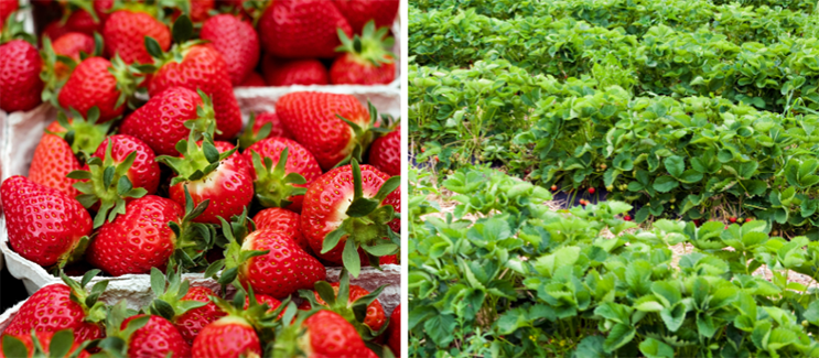 Strawberry field