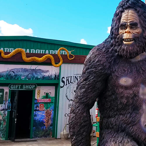 Skunk Ape Everglades