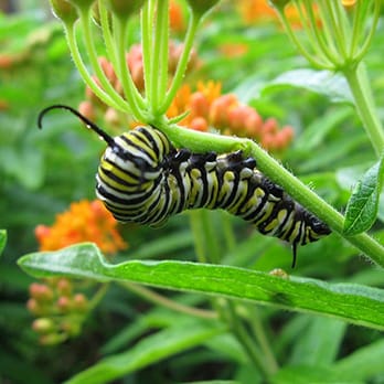 Caterpillar monarch butterfly on milkweed