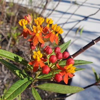 common milkweed