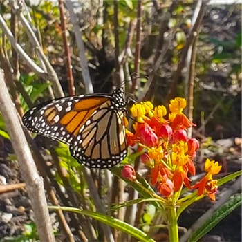 monarchs and milkweed in Florida