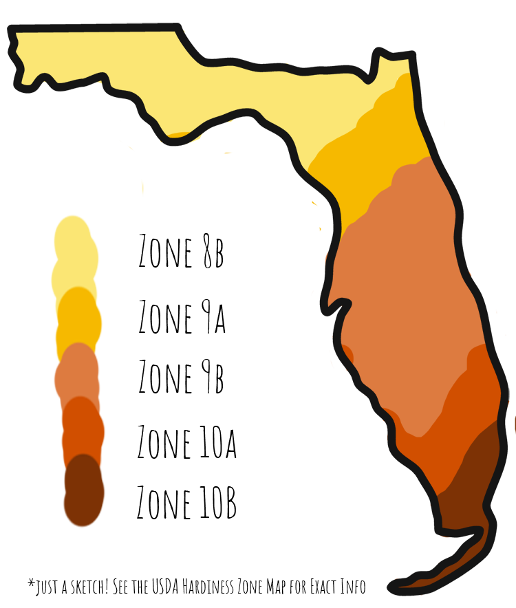 Florida plant hardiness zone map sketch by Florida Balm