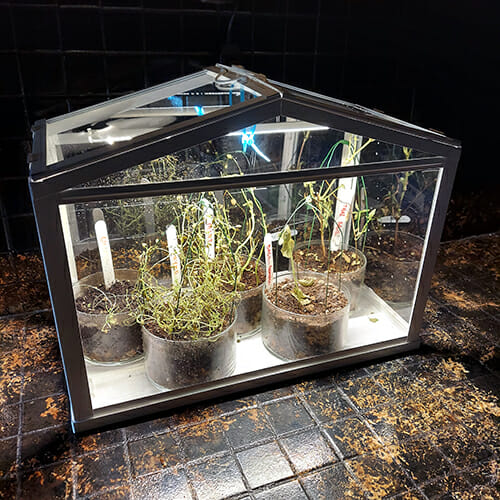 Ikea Socker Greenhouse Hack with growlights to grow herbs indoors on a kitchen countertop