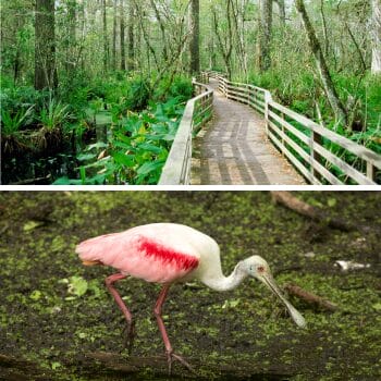 Corkscrew Sanctuary with birds like roseate spoonbills and boardwalks