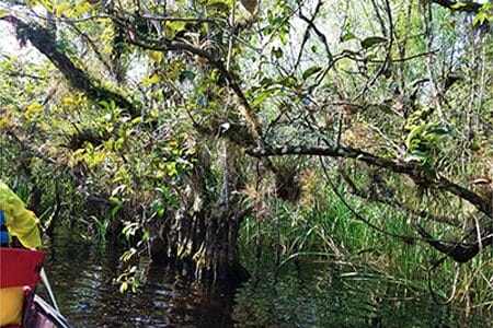 Big Cypress Eco Kayak Tour of Big Cypress