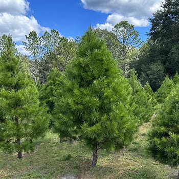 Florida Sand Pine Christmas Trees