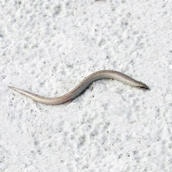 Florida sand skink