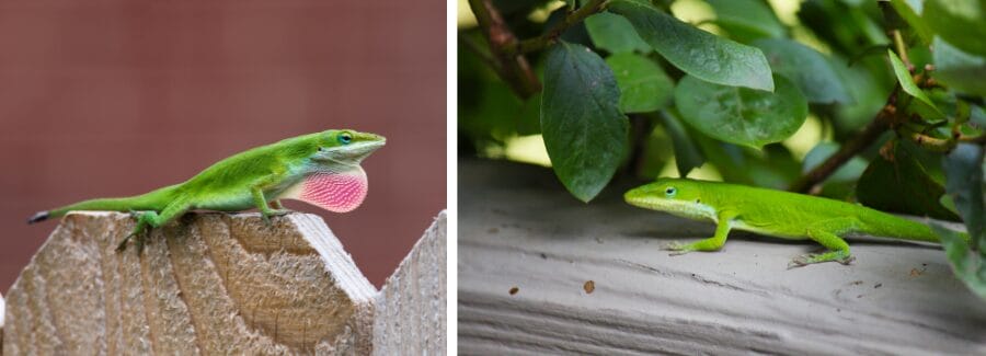 Green anole (Anolis carolinensis)