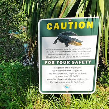 Alligators can be found in or around most any natural water source in Florida, beware!