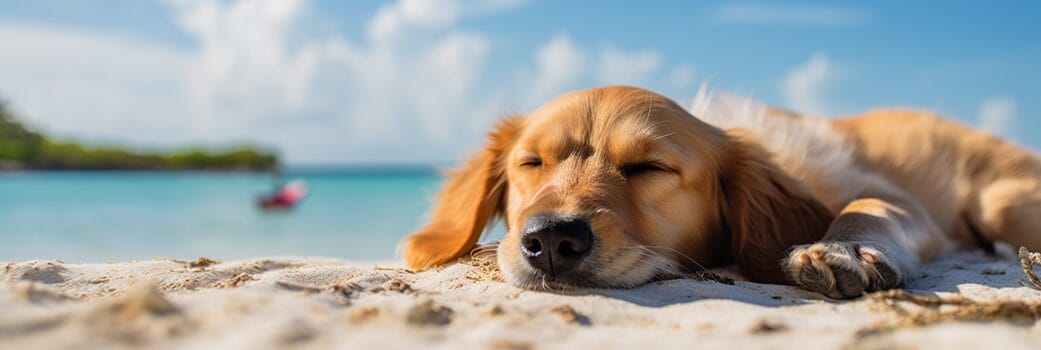 beach bum dog