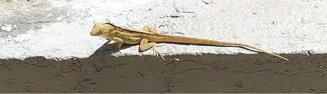 Florida common brown lizard; brown anole