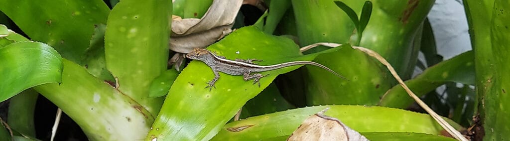 Small brown lizards running around Florida are brown anoles