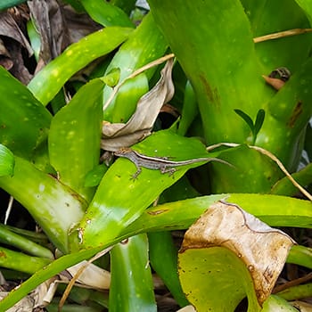 Florida brown anole lizard on a bright green bromeliad in sunny South Florida