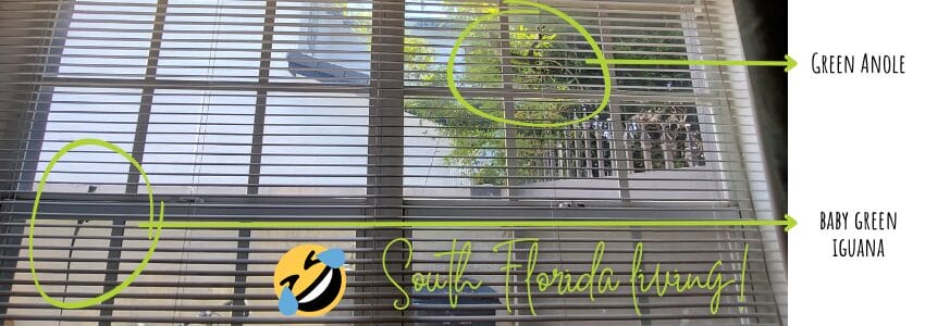 common lizards in Florida: a green anole and a baby green iguana both sitting on a South Florida house window looking inside