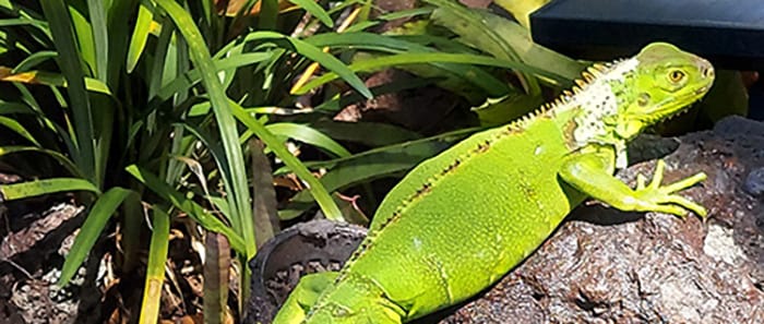 Green iguanas are a very popular Florida lizard in South Florida