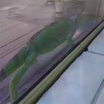 large green iguana trying to get into a South Florida glass door