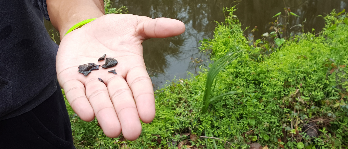 Florida fossil hunting on Peace River