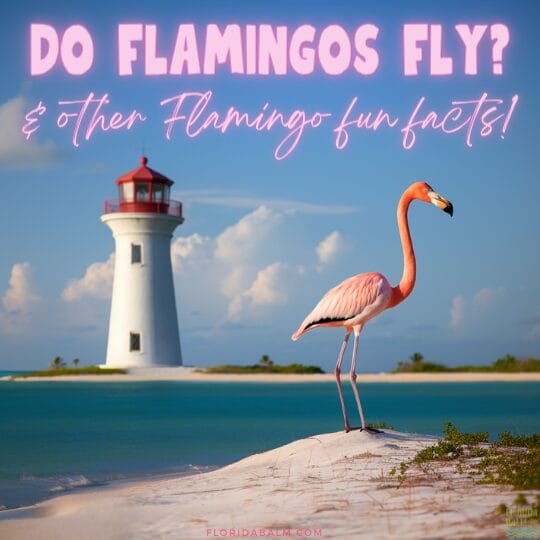 do flamingos fly and other flamingo fun facts