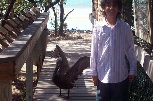 Pelican at the Florida Keys Wild Bird Sanctuary in Tavernier