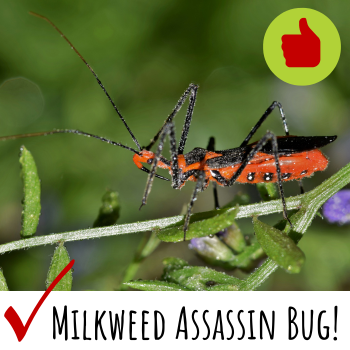 Milkweed Assassin Bug is good