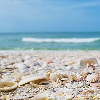 Sanibel Island best beach for shelling