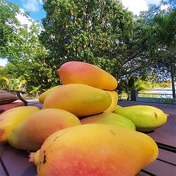 Valencia Pride mango tree and mangoes peak mango season July in Florida