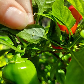 aphids on pepper plants in Florida