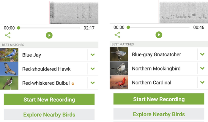 birding Merlin app results