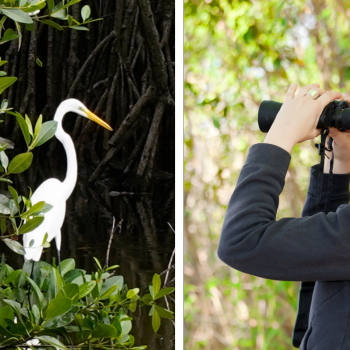 birding in the Florida Keys