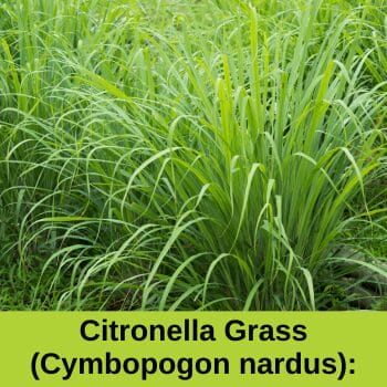 citronella grass (Cymbopogon nardus)