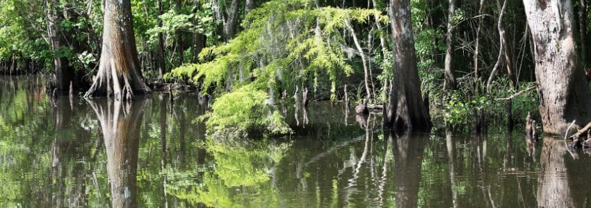 gator hunting in Florida