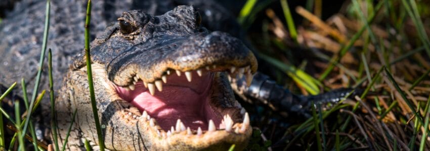 Florida alligator hunting season essential tips