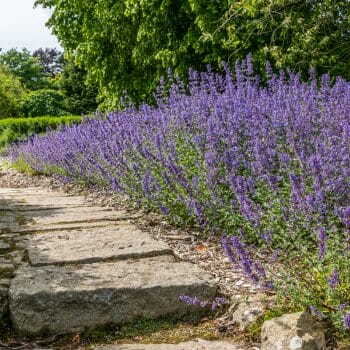 lavendar walkway to repel mosquitoes