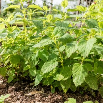 lemon balm in a garden