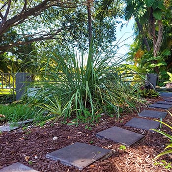 lemongrass in backyard to help repel mosquitoes in South Florida