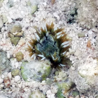 sea anemone in a Key West tide pool discovered by Florida Balm