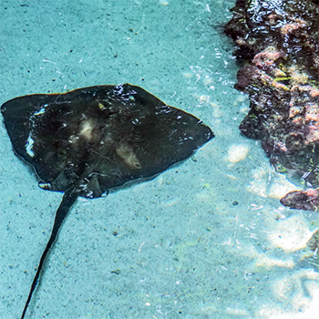 stingray in sand